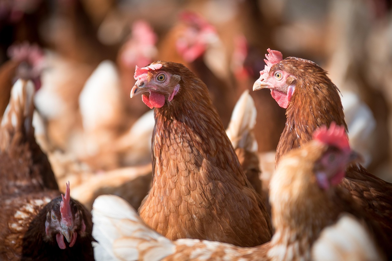 laying hens 4133954 1280